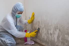 Mold Removal